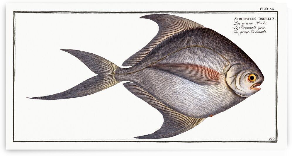 Gray Stromate Stromateus cinereus by IStockHistory com