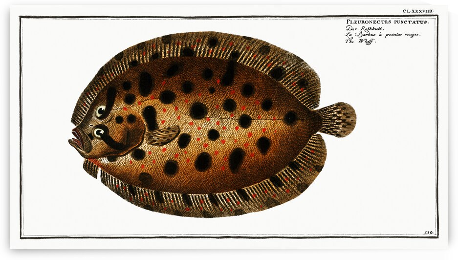 Whiff Pleuronectes punctatus by IStockHistory com