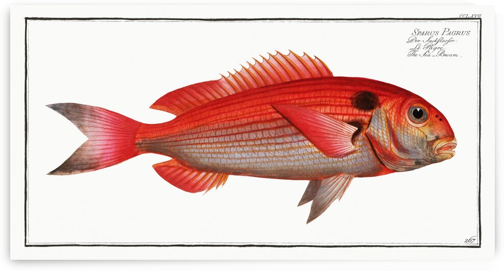 Sea-Bream Sparus Pargus by IStockHistory com