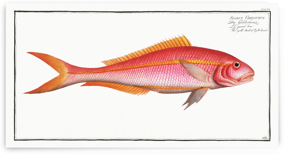 Gold-tailed Gilt-head Sparus Chrysurus by IStockHistory com