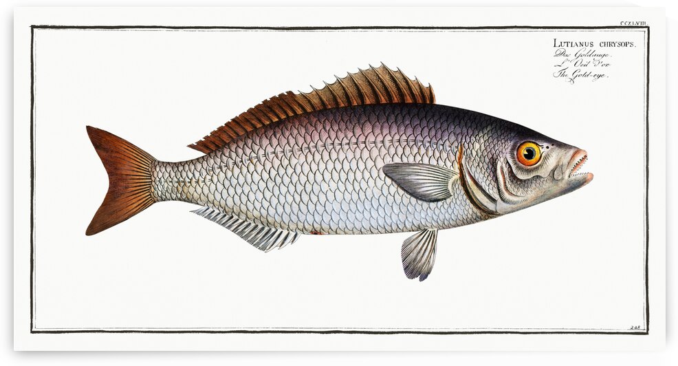 Gold-eye Lutianus chrysops by IStockHistory com