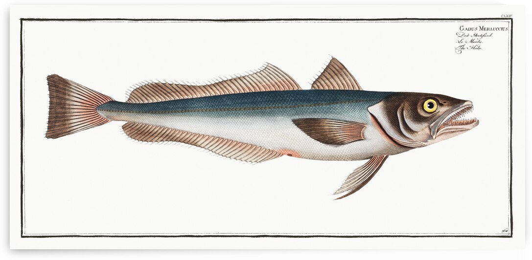 Hake Gadus Merluccius by IStockHistory com