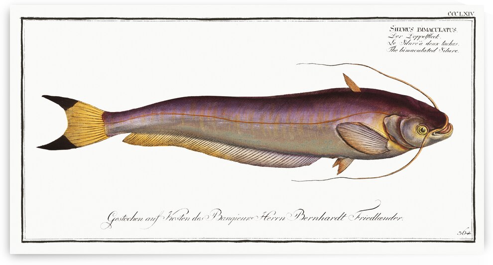 Bimaculated Silure Silurus bimaculatus by IStockHistory com