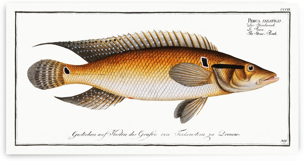 Stone-Perch Perca saxatilis by IStockHistory com