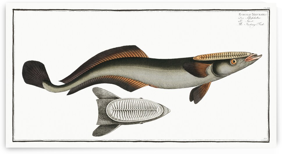 Sucking-Fish Echeneis Neucrates by IStockHistory com