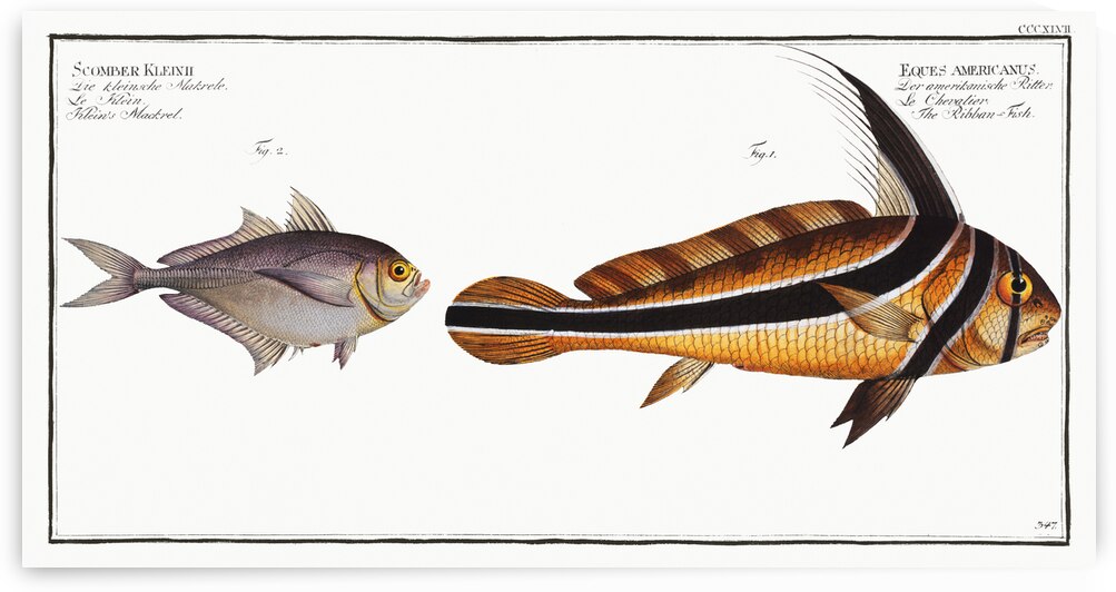 1. Ribban-Fish Eques americanus 2. Kleins Mackrel Scomber Kleinii by IStockHistory com