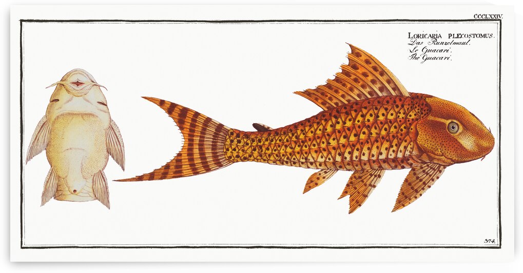 Guacari Loricaria plecostomus by IStockHistory com