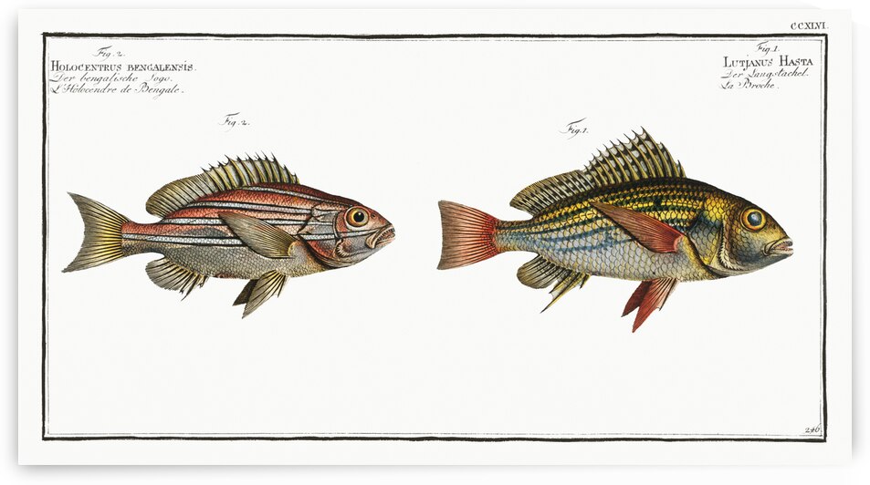 1. Lutjanus Hasta 2. Holocentrus bengalensis by IStockHistory com