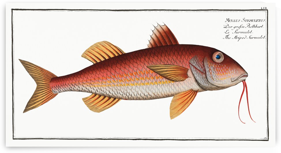 Striped Surmulet Mullus Surmuletus by IStockHistory com