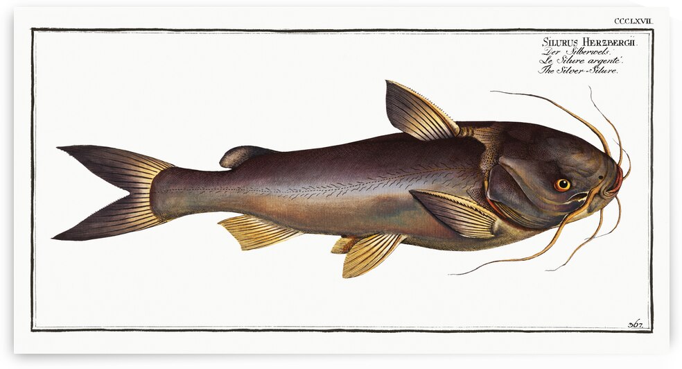 Silver-Silure Silurus Herzbergii by IStockHistory com