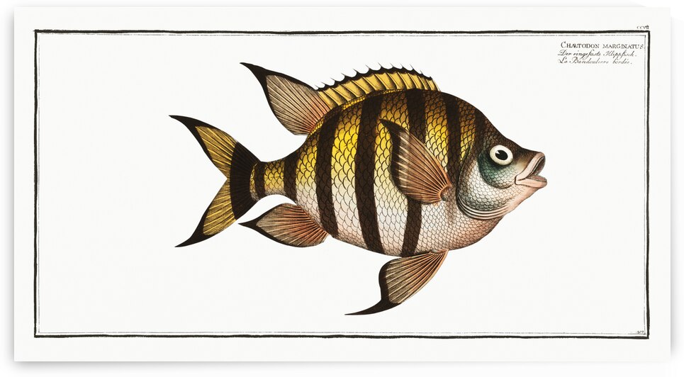 Chaetodon marginatus by IStockHistory com