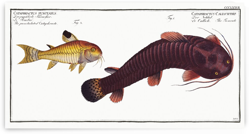 1. Tamoate Cataphractus Callychthis 2. Punctulated Cataphracte Cataphractus punctatus by IStockHistory com