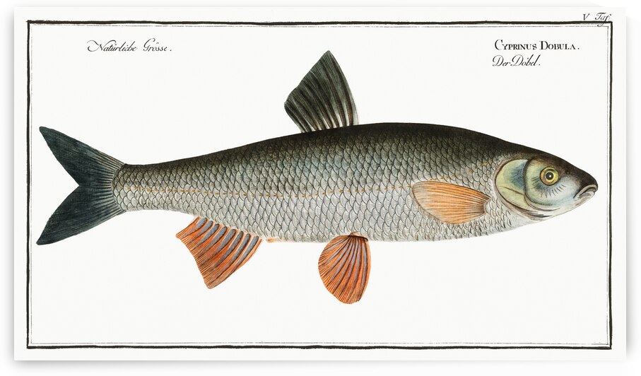 Dobula Cyprinus Dobula by IStockHistory com