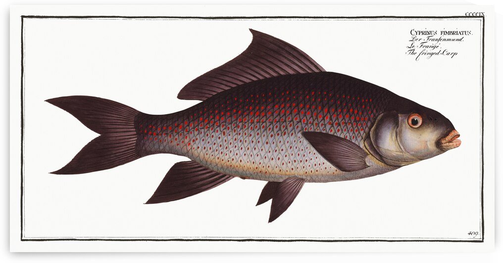 Fringed Carp Cymbrinus fimbriatus by IStockHistory com