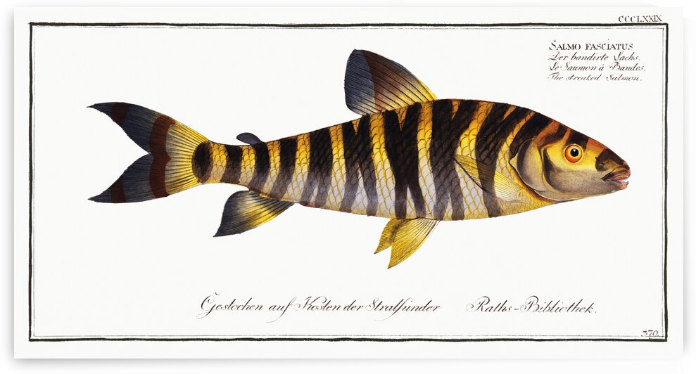 Streaked Salmon Salmo fasciatus by IStockHistory com