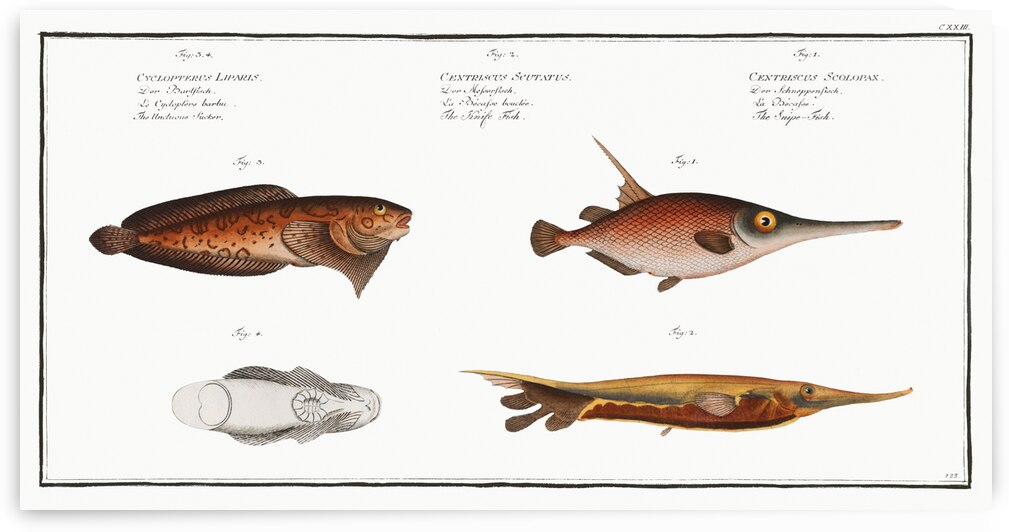 1. Snipe-Fish Centriscus Scolopax 2. Knife Fish Centriscus Scutatus 3. 4. Unctuous Sucker Cyclopterus Liparis by IStockHistory com