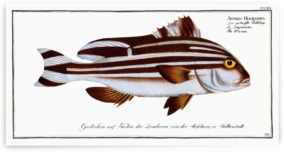 Warna Anthias Diagramma by IStockHistory com