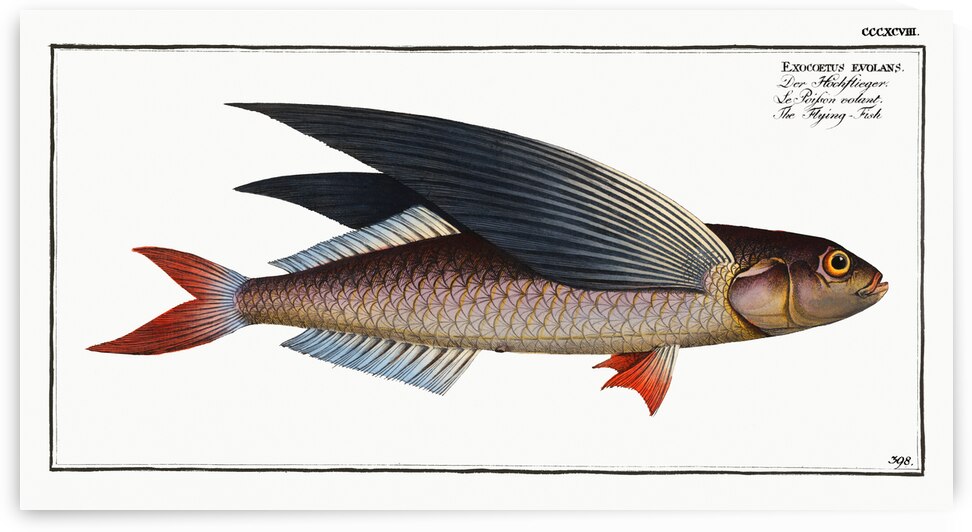 Flying-Fish Exocoetus evolans by IStockHistory com