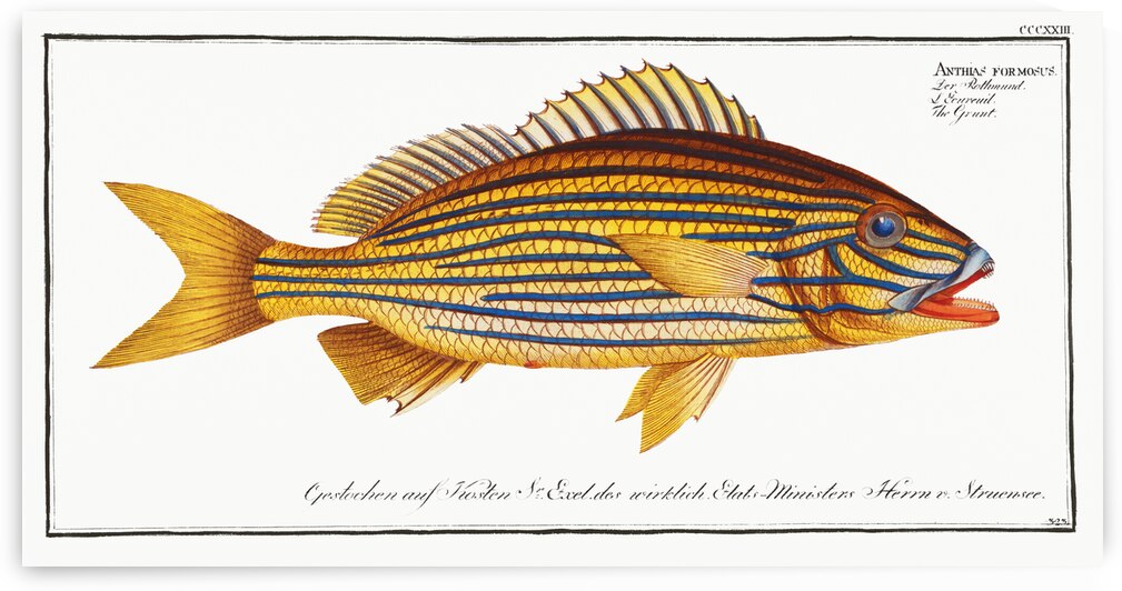 Grunt Anthias formosus by IStockHistory com