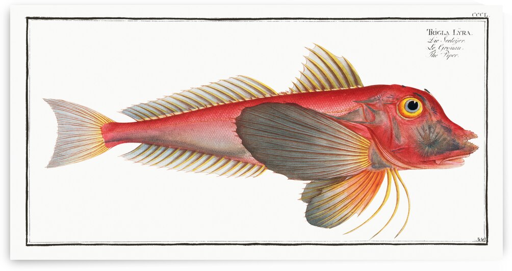 Piper Trigla Lyra by IStockHistory com