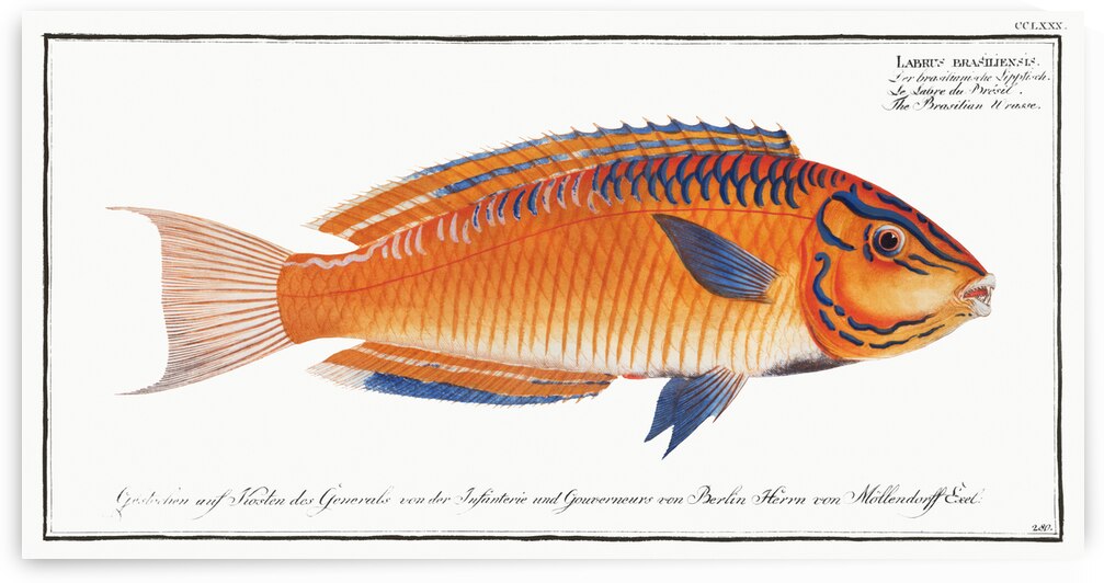 Brasilian Wrasse Labrus brasiliensis by IStockHistory com