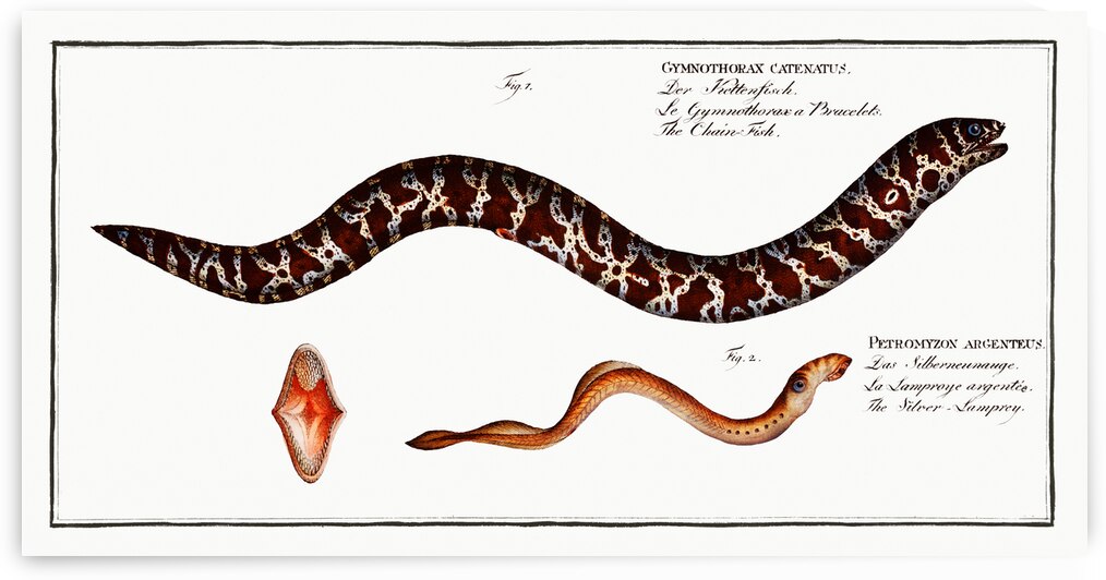 1. Chain-Fish Gymnothorax catenatus 2. Silver-Lamprey Petromyzon agrenteus by IStockHistory com