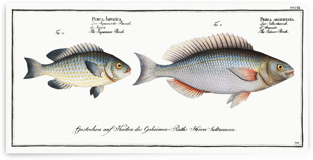 1. Silver-Perch Perca argentata 2. Japanese Perch Perca Japonica by IStockHistory com