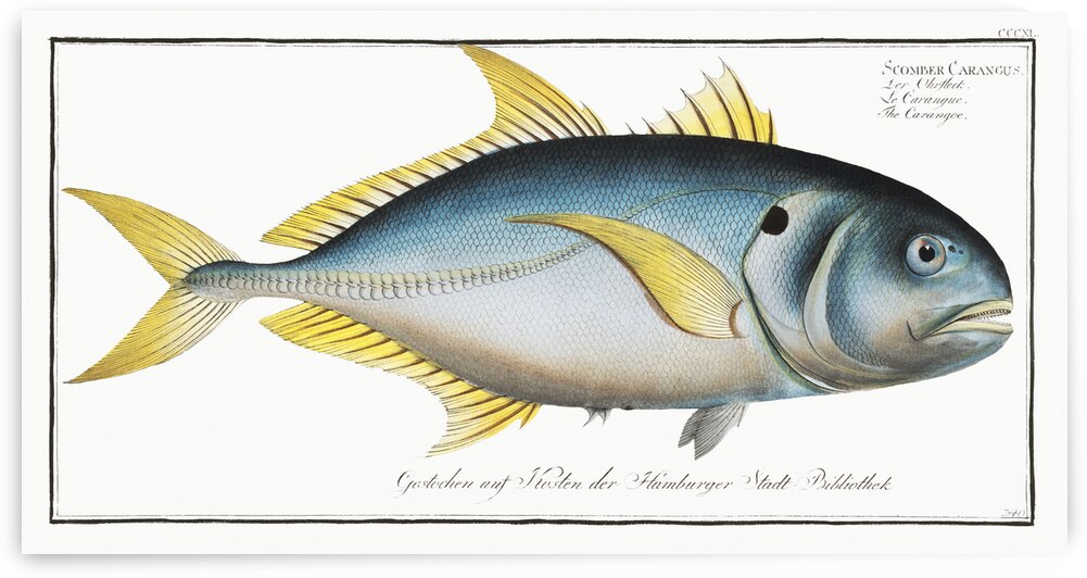 Carangoe Scomber Carangus by IStockHistory com