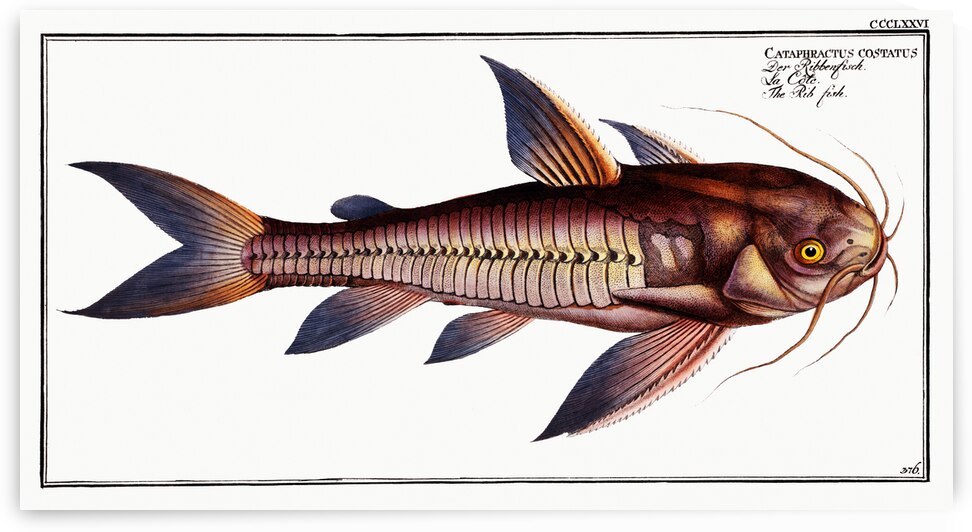 Rib-fish Cataphractus costatus by IStockHistory com