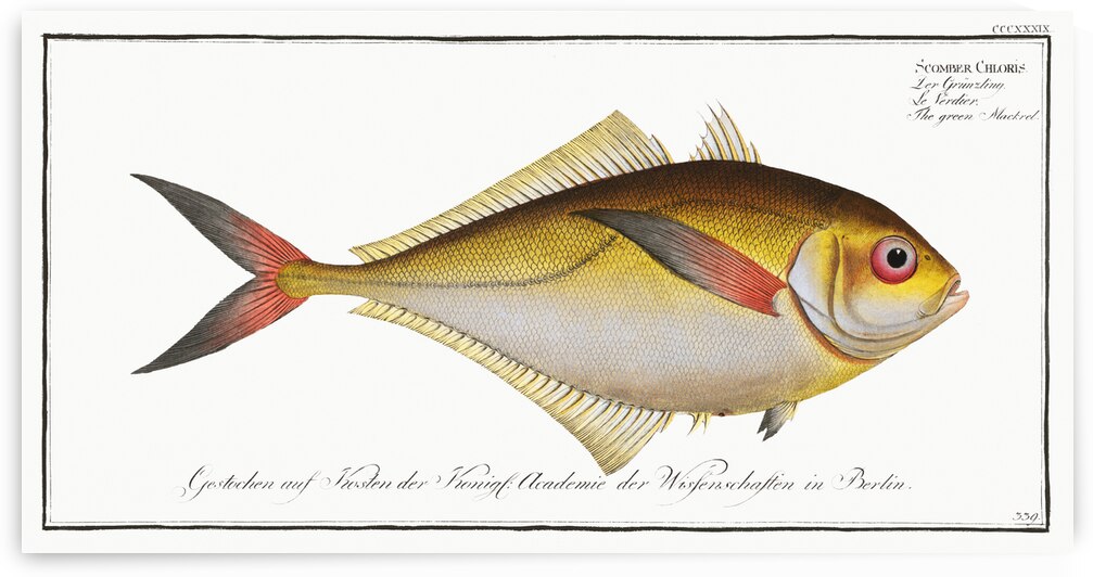 Green Mackrel Scomber Chloris by IStockHistory com