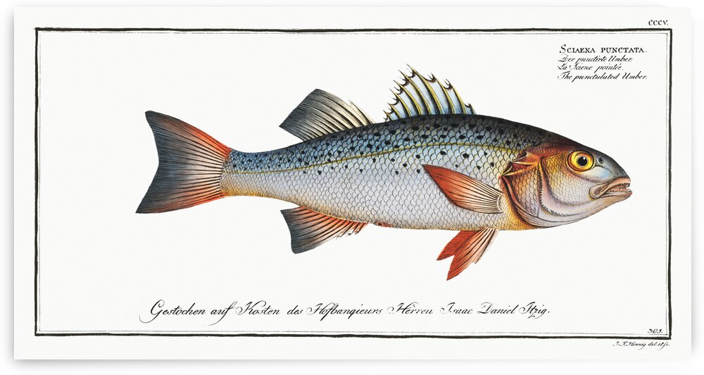 Punctulated Umber Sciaena punctata by IStockHistory com