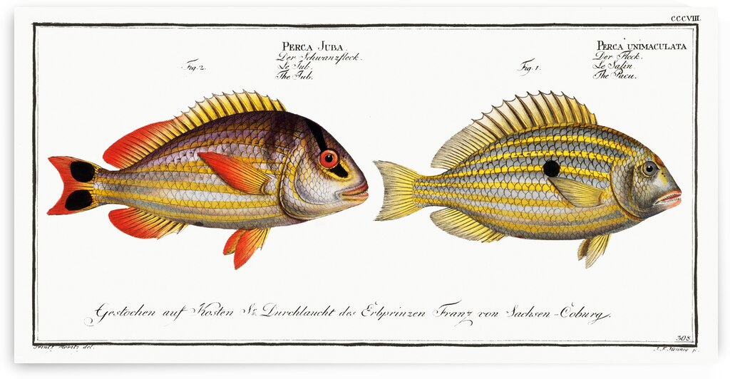 1. Pacu Perca unimaculata 2. Jub Perca Juba by IStockHistory com