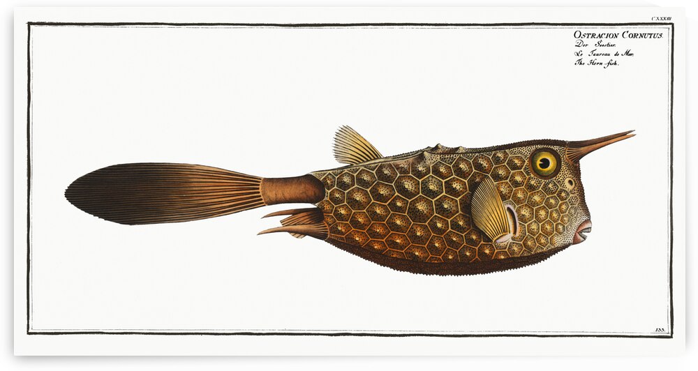 Horn-fish Ostracion Cornutus by IStockHistory com