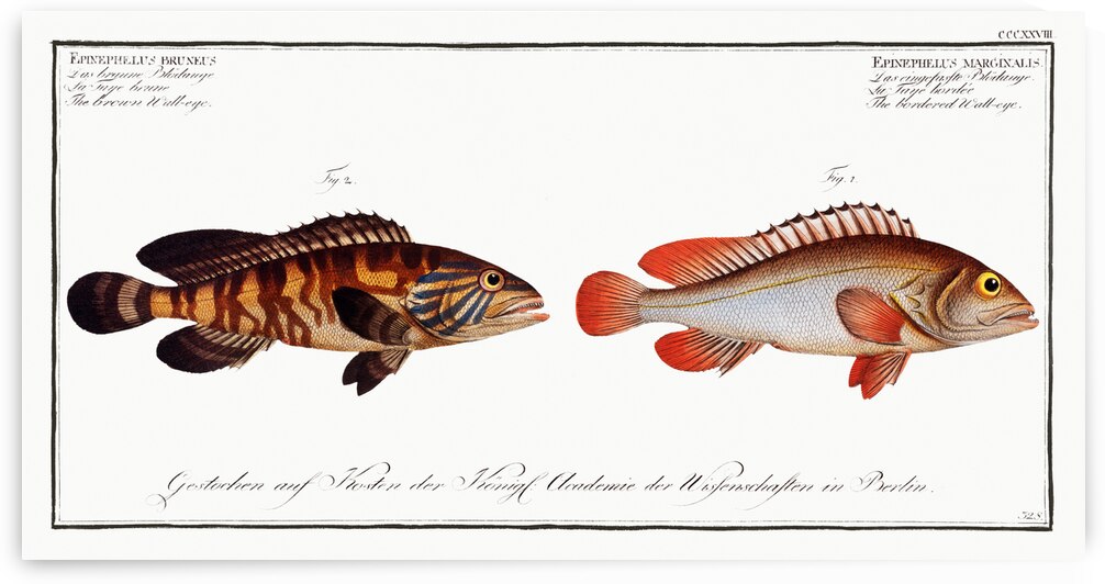 1. Bordered Wall-eye Epinephelus marginalis 2. Brown Wall-eye Epinephelus bruneus by IStockHistory com