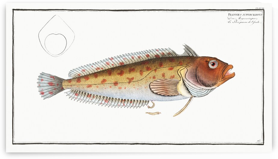 Blennius superciliosus by IStockHistory com