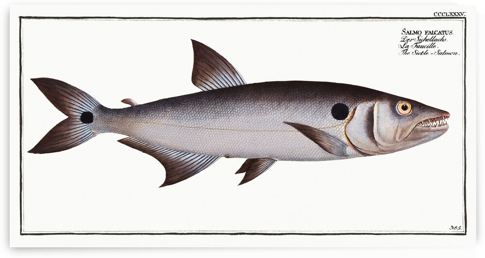 Sickle-Salmon Salmo falcatus by IStockHistory com