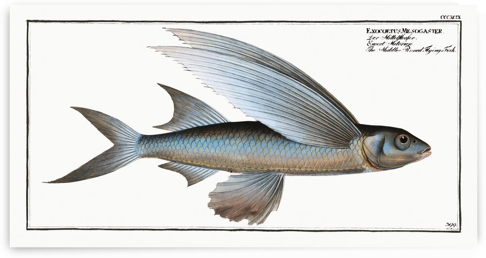 Middle-Pinned Flying-Fish Exocoetus Mesogaster by IStockHistory com