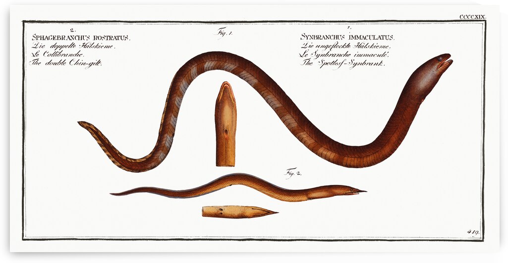 1. Spottess-Synbrank Synbranchus immaculatus 2. Double Chin-gilt Sphagebranchus rostratus by IStockHistory com