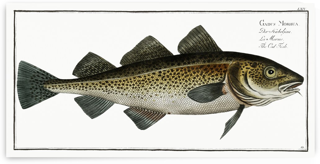 Cod Fish Gadus Morhua by IStockHistory com