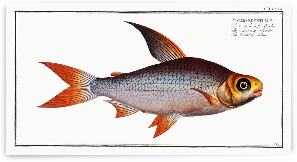 Toothless Salmon Salmo edentulus by IStockHistory com