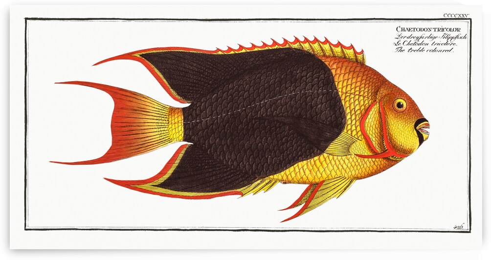 Treble-coloured Chaetodon tricolor by IStockHistory com