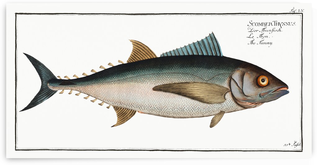 Tunny Scomber Thynnus by IStockHistory com