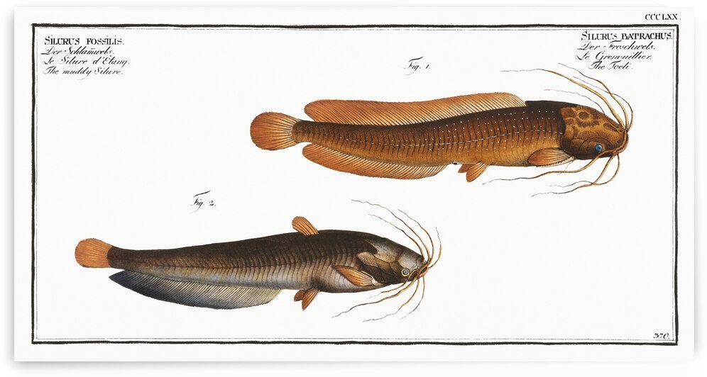 1. Toeli Silurus batrachus 2. Muddy Silure Silurus fossilis by IStockHistory com