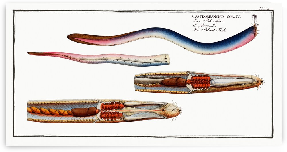 Blind-Fish Gastrobranchus coecus by IStockHistory com