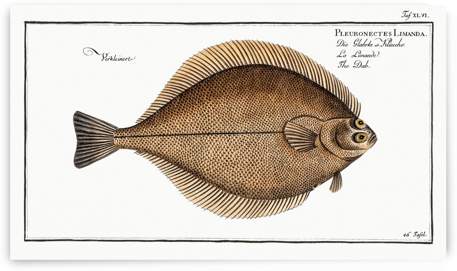 Dab Pleuronectes Limanda by IStockHistory com