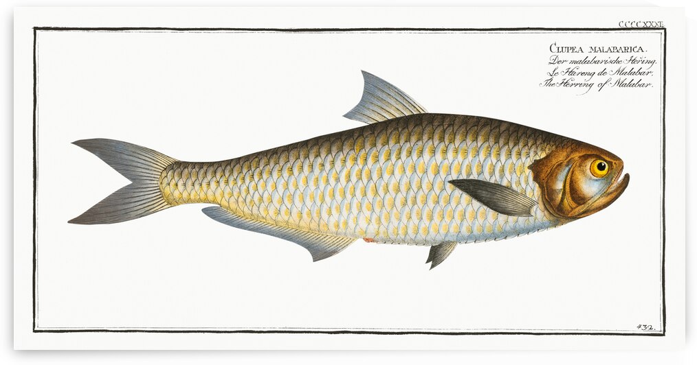 Herring of Malabar Clupea malabarica by IStockHistory com