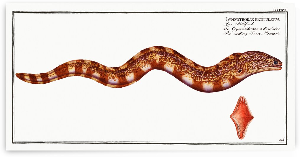 Netting Bare-Breast Gymnothorax reticulatus by IStockHistory com