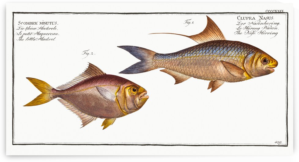 1. Nose-Herring Clupea Nasus 2. Little Mackrel Scomber minutus by IStockHistory com