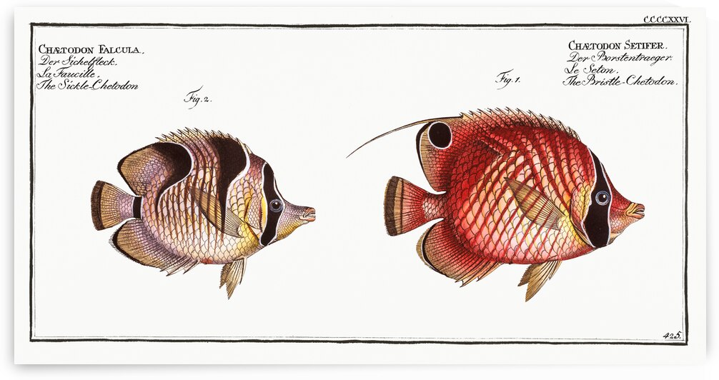 1. Bristle-Chetodon Chaetodon Setifer 2. Sickle-Chetodon Chaetodon Falcula by IStockHistory com