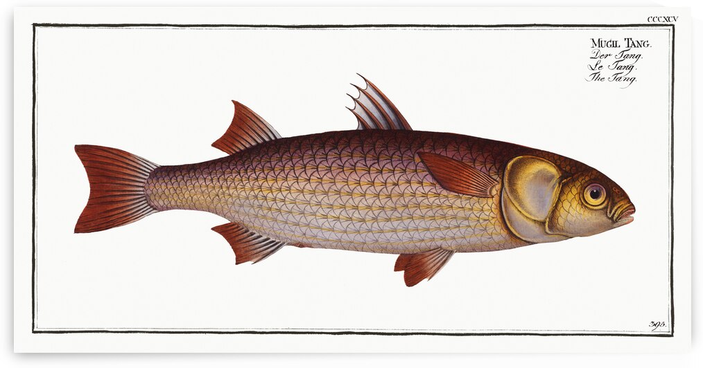 Tang Mugil Tang by IStockHistory com